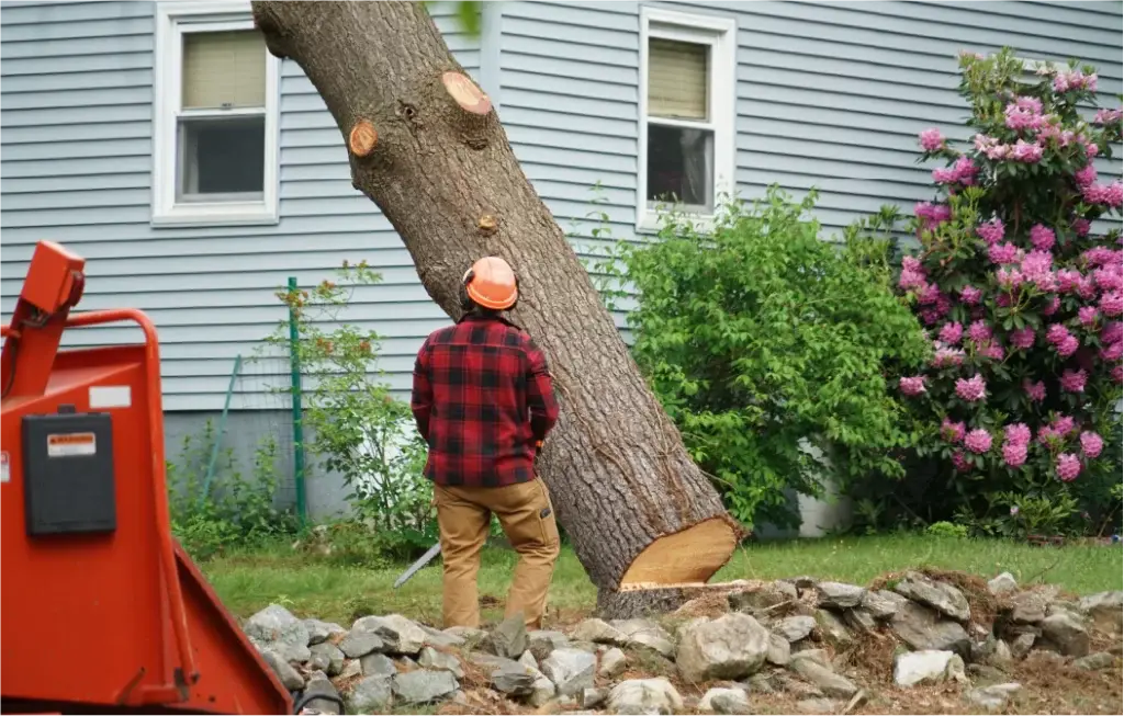 Tree Removal