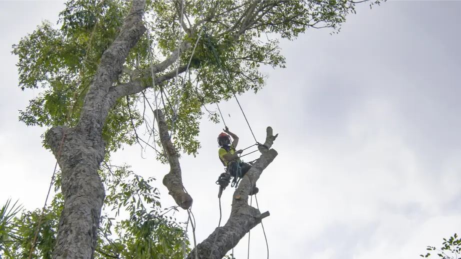 Chesapeake, VA Tree Climber