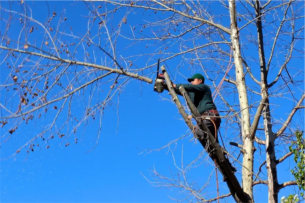 Tree Trimming