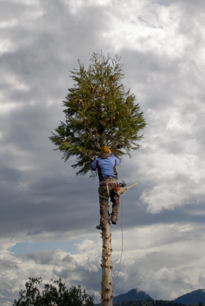 Chesapeake, VA Tree Services